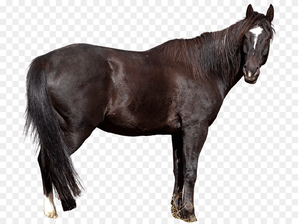 Horse Free Animal, Mammal, Stallion, Andalusian Horse Png Image