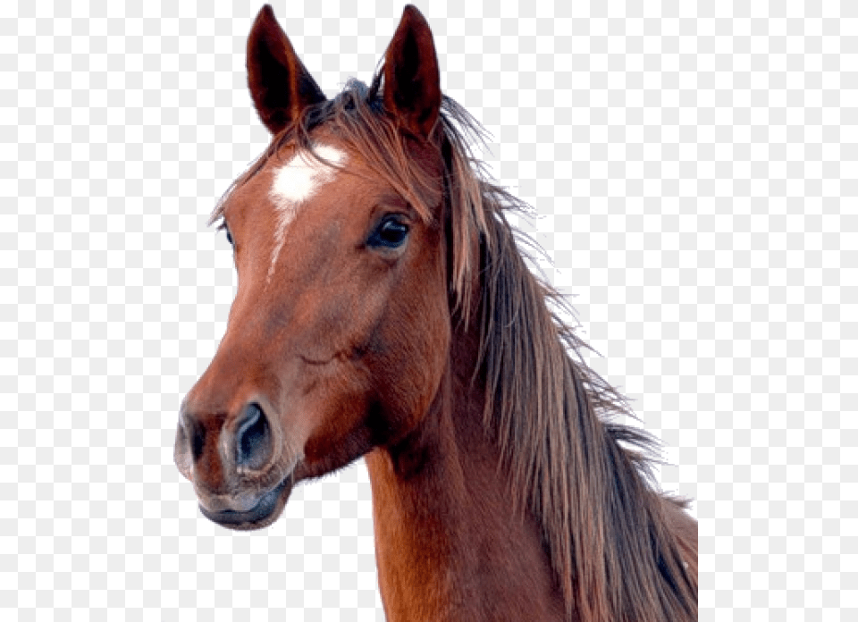 Horse Free Image Download Transparent Background Horse Transparent, Animal, Colt Horse, Mammal, Stallion Png