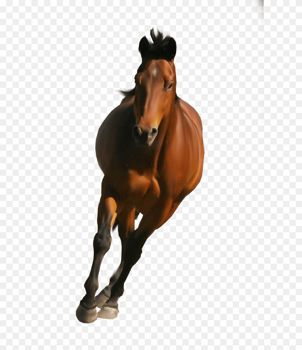 Horse Front, Animal, Colt Horse, Mammal, Stallion Free Png