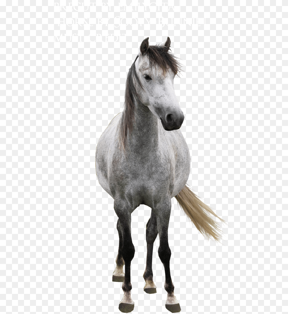 Horse Hd, Andalusian Horse, Animal, Mammal, Stallion Free Png