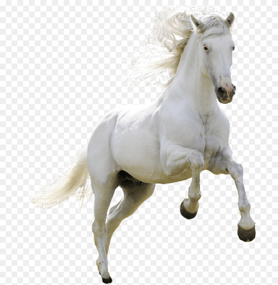 Horse Hd Images Download, Animal, Mammal, Stallion Free Png