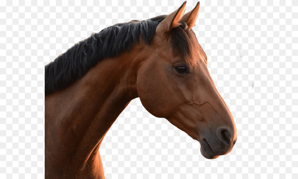 Horse Head, Animal, Colt Horse, Mammal, Stallion Free Transparent Png