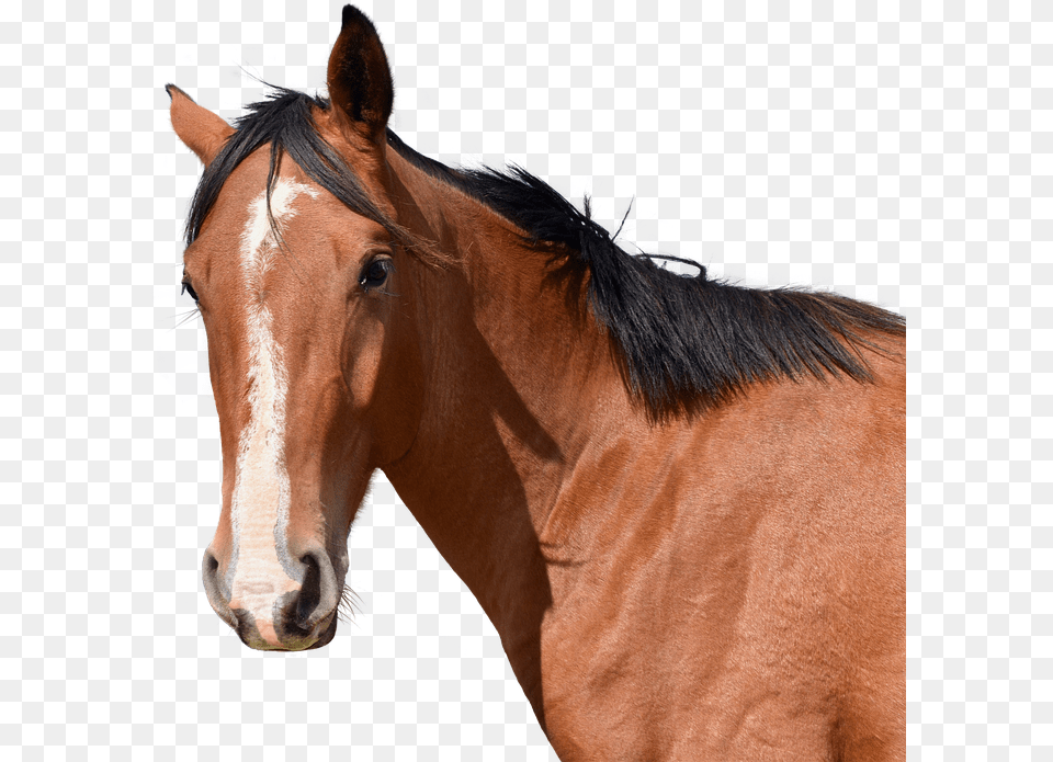 Horse Head Animal Photo On Pixabay Horse, Colt Horse, Mammal, Stallion Free Png