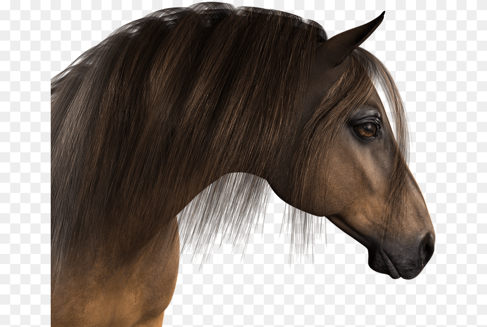 Horse Head Horse Head, Animal, Mammal, Stallion, Colt Horse Free Transparent Png