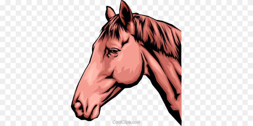 Horse Head Royalty Vector Clip Art Illustration Horse Head Clip Art, Animal, Colt Horse, Mammal, Person Png