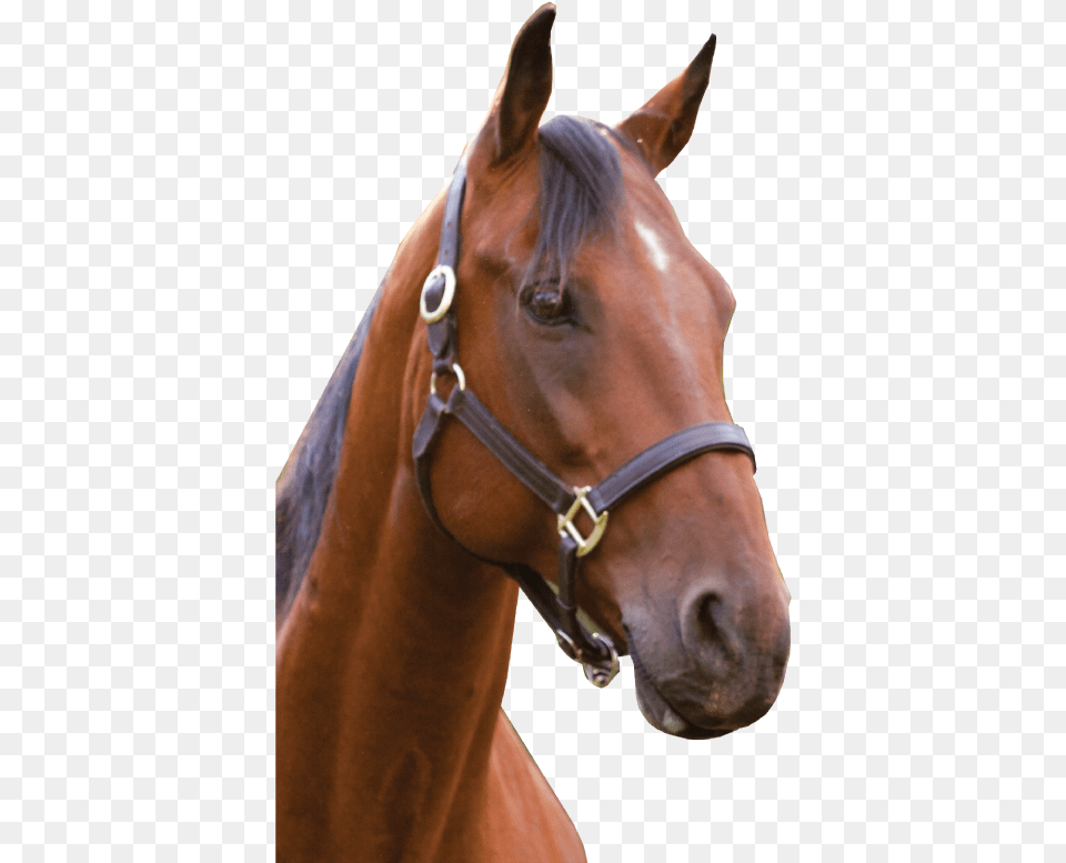 Horse Head Transparent Background, Animal, Colt Horse, Mammal, Stallion Png Image