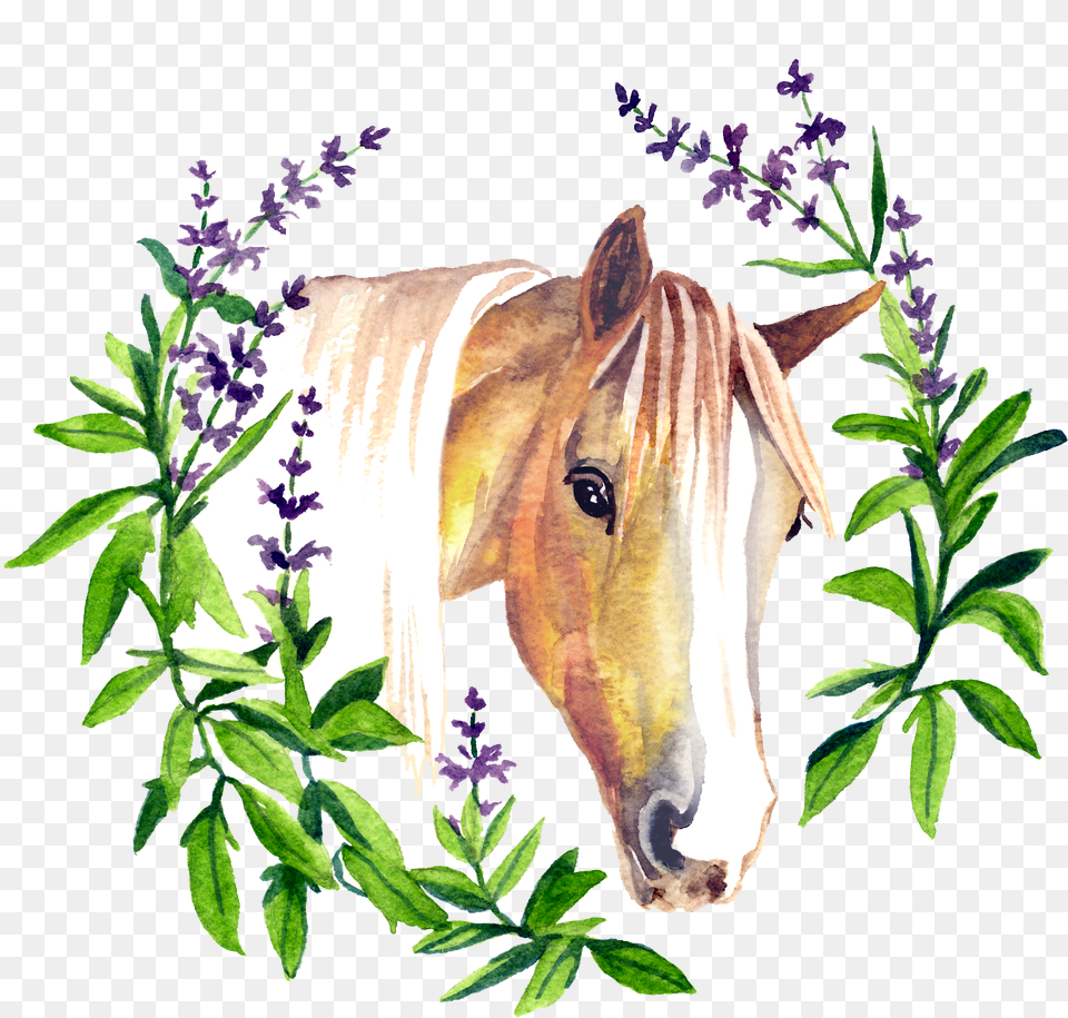 Horse Hoof Sage, Flower, Plant, Herbal, Herbs Free Transparent Png