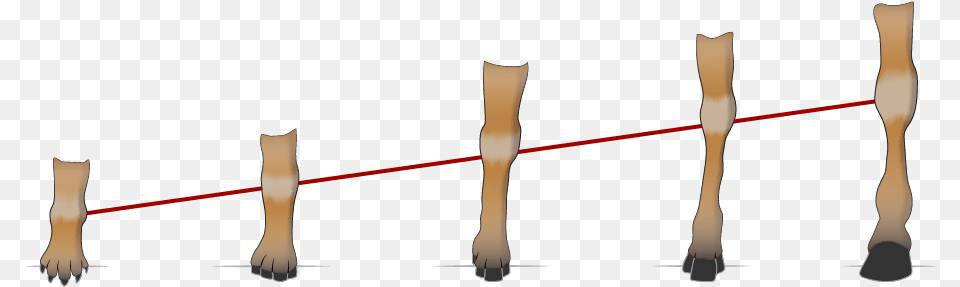 Horse Hooves Over Time Cat, Light, Person Png