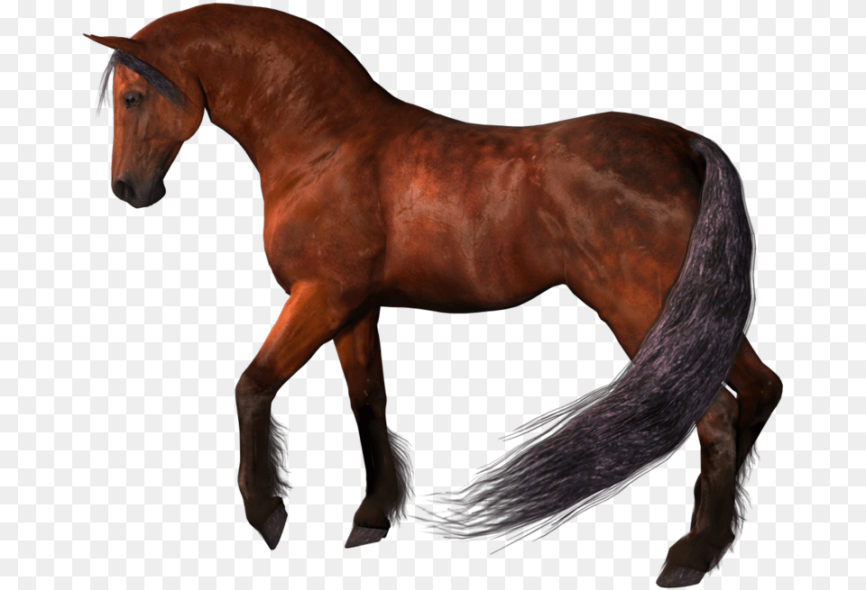 Horse Horse, Animal, Colt Horse, Mammal, Stallion Free Transparent Png