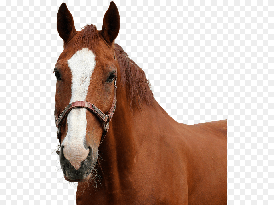 Horse Horse Head Isolated Nature Animal Coupling Transparent Horse Head, Colt Horse, Mammal, Stallion Png Image