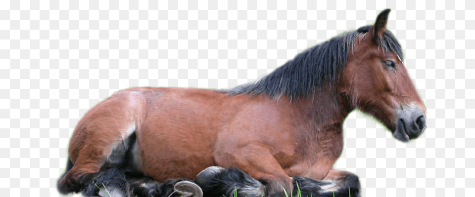 Horse Horse Lying Down Transparent Background, Animal, Colt Horse, Mammal Png Image