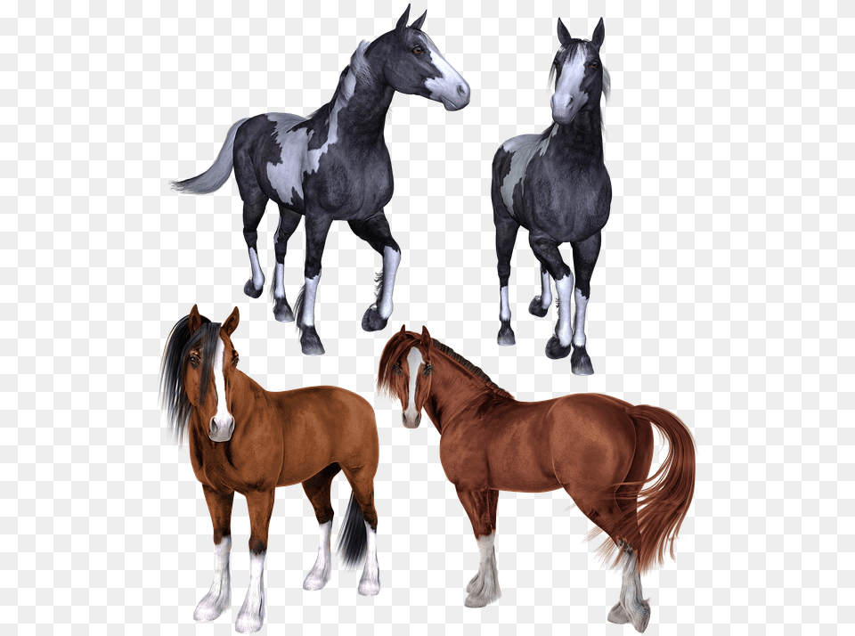 Horse Horses Mustang Pony Ponies Pinto Bay Horse Mustang Pony, Animal, Colt Horse, Mammal Free Png Download