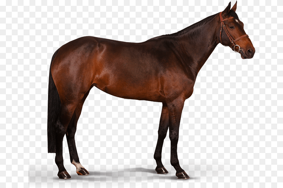 Horse Illustrations Mustang Rappe, Animal, Mammal, Stallion, Colt Horse Free Png