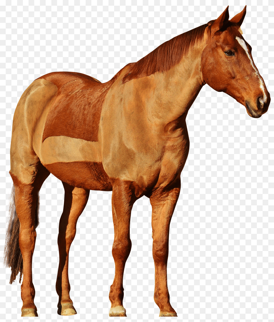 Horse Gray Png Image