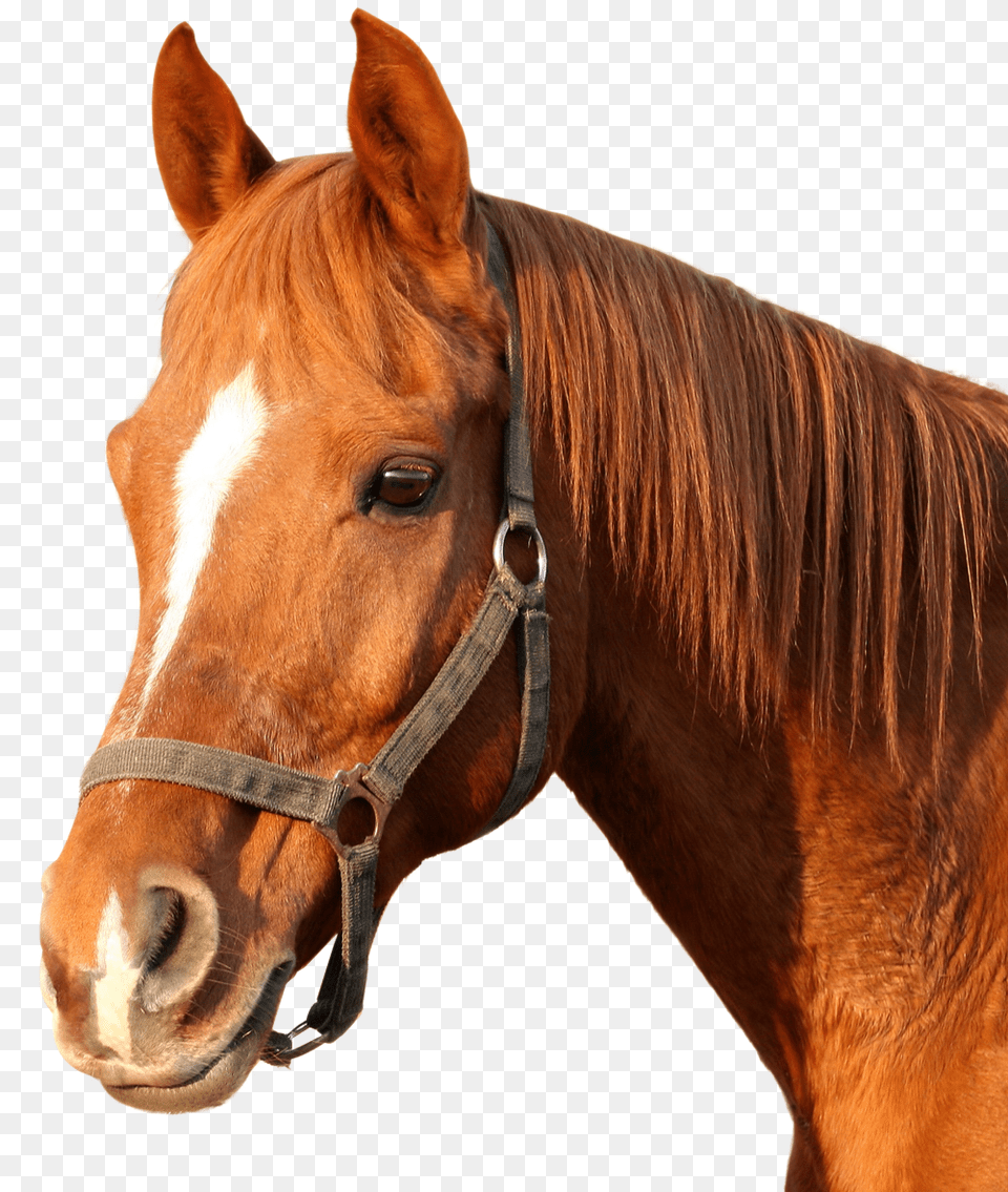 Horse Image, Animal, Mammal, Colt Horse, Halter Free Png