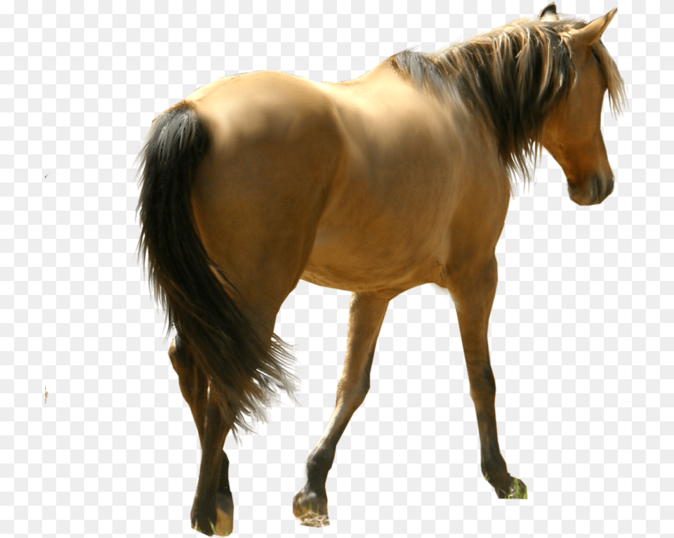 Horse Image Back Of Horse, Animal, Colt Horse, Mammal, Stallion Free Png Download