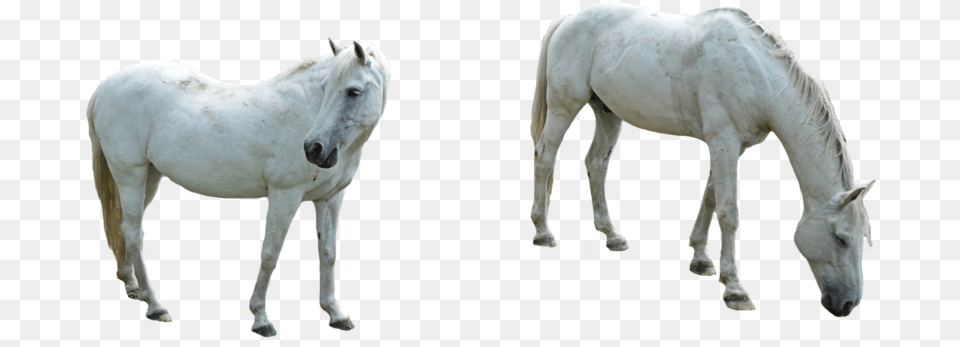 Horse Background Horse, Animal, Mammal, Colt Horse, Andalusian Horse Png Image