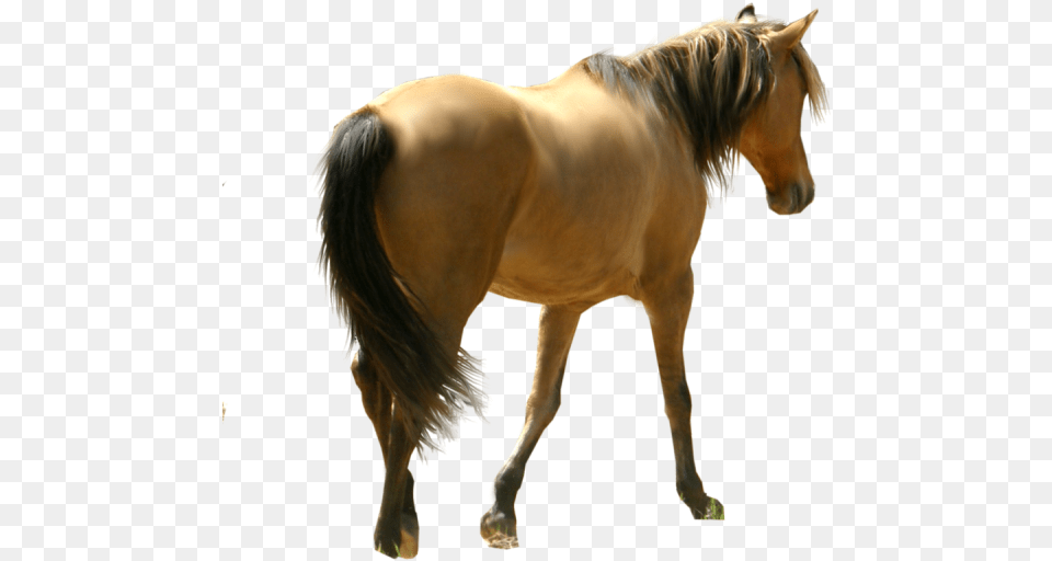 Horse Image Download, Animal, Colt Horse, Mammal, Stallion Free Transparent Png