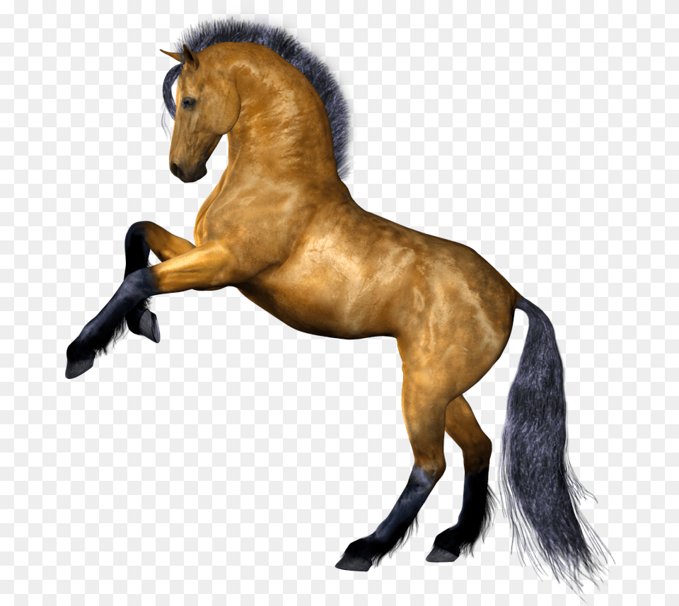 Horse Image Picture Horse, Animal, Colt Horse, Mammal, Stallion Free Png Download