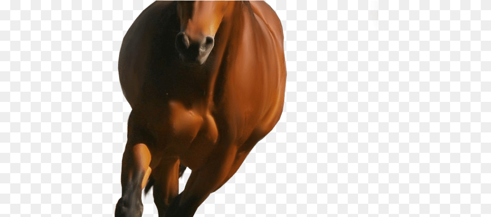Horse Image Hd Wallpaper Download For Android Mobile Horse, Animal, Colt Horse, Mammal, Adult Free Png