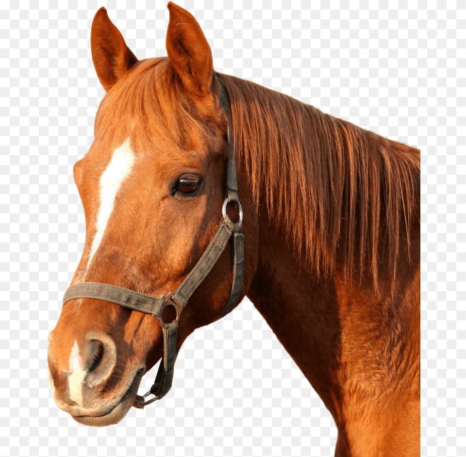 Horse Image Horse Head, Animal, Mammal, Colt Horse, Stallion Png