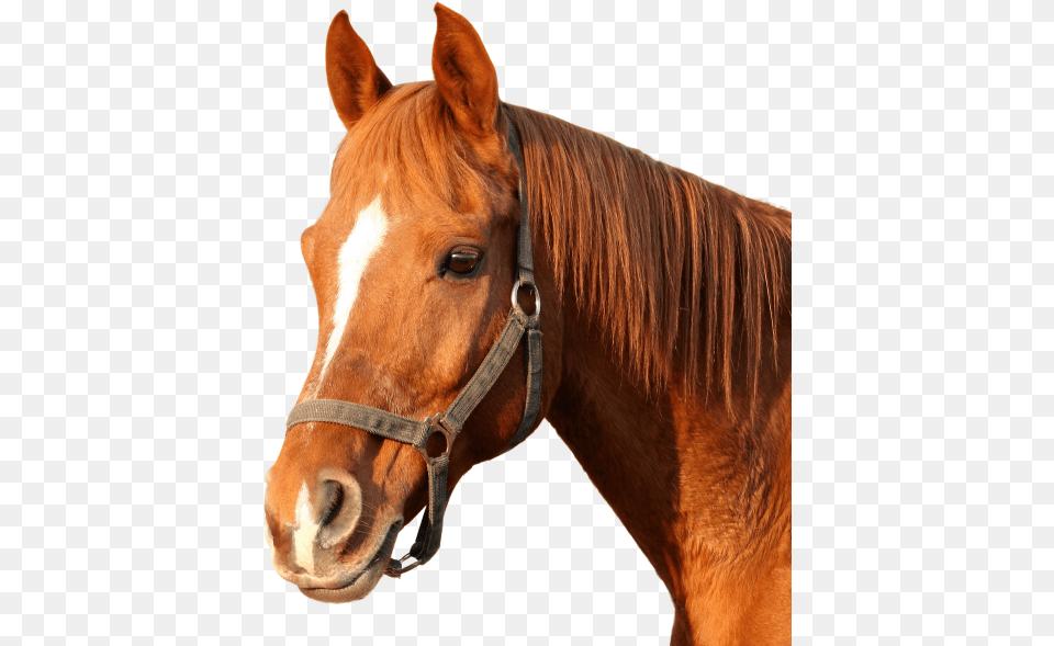 Horse Image Horse Images Hd, Animal, Mammal, Colt Horse, Stallion Free Png Download