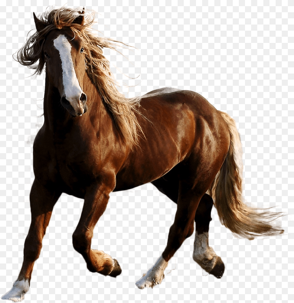 Horse Image Horse In Nature, Animal, Mammal, Stallion, Colt Horse Free Png Download