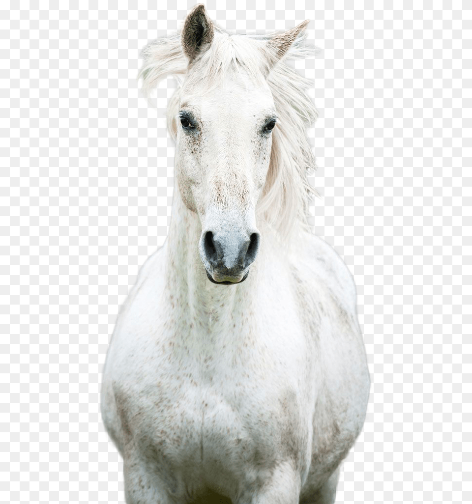 Horse Image Mustang Horse, Animal, Mammal, Stallion Png