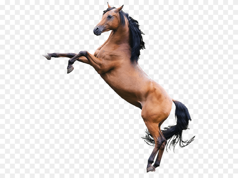 Horse Image Never Or Ever, Animal, Colt Horse, Mammal, Stallion Free Png Download
