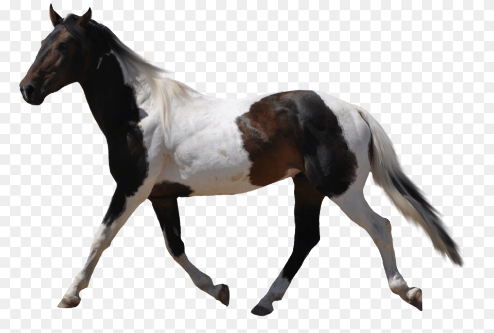 Horse Picture, Animal, Mammal, Colt Horse, Stallion Png Image
