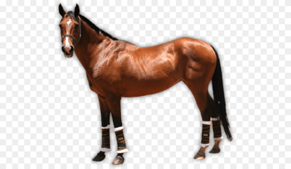 Horse Image Background Real Horse Clipart, Animal, Mammal, Stallion, Colt Horse Free Transparent Png
