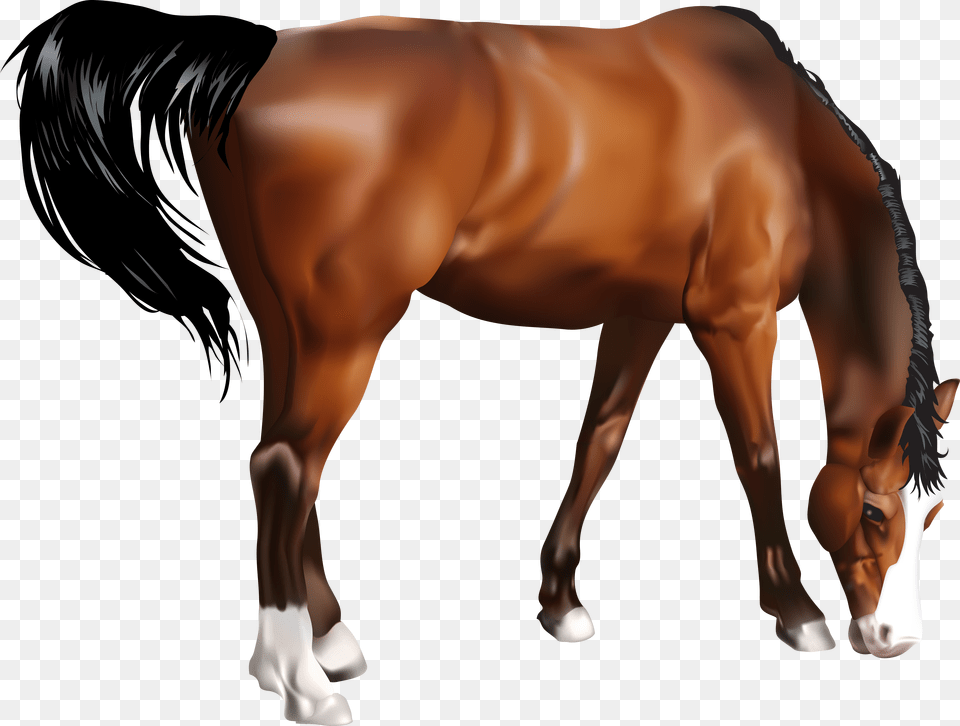 Horse Images Free Png