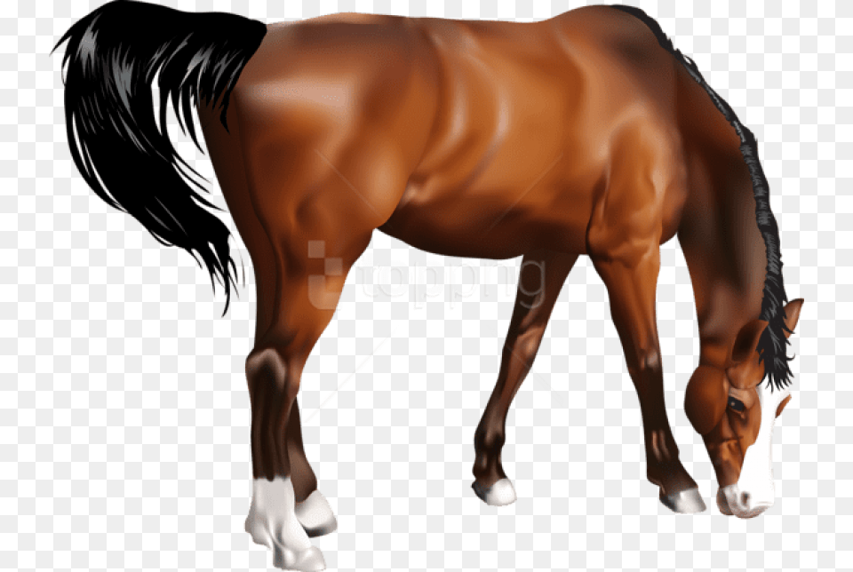 Horse Images Background Images Sorrel, Animal, Mammal, Stallion, Adult Free Transparent Png