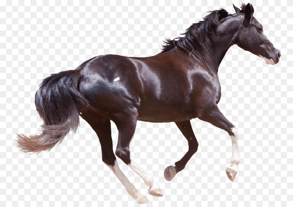 Horse Images Hd, Animal, Mammal, Colt Horse, Stallion Free Png Download