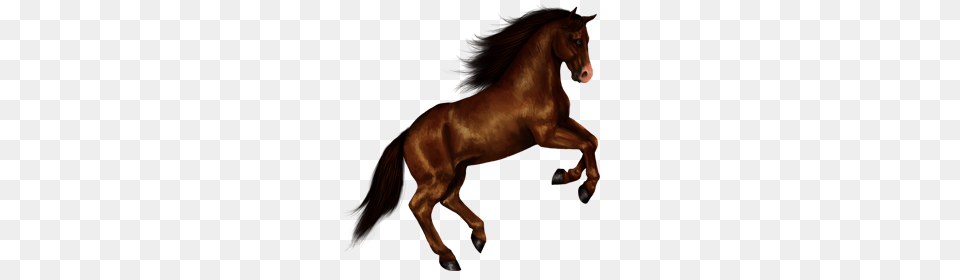 Horse Images Horse Clipart, Animal, Colt Horse, Mammal, Stallion Png Image
