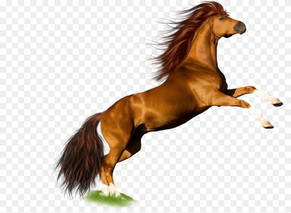 Horse Jump Horse Hd Images White Background, Animal, Colt Horse, Mammal, Stallion Png