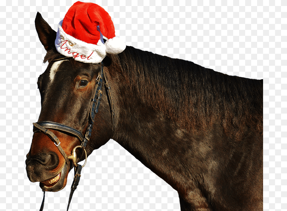 Horse Laugh Grin Christmas Santa Hat Funny Cute Funny Christmas Horse, Animal, Mammal, Stallion Png