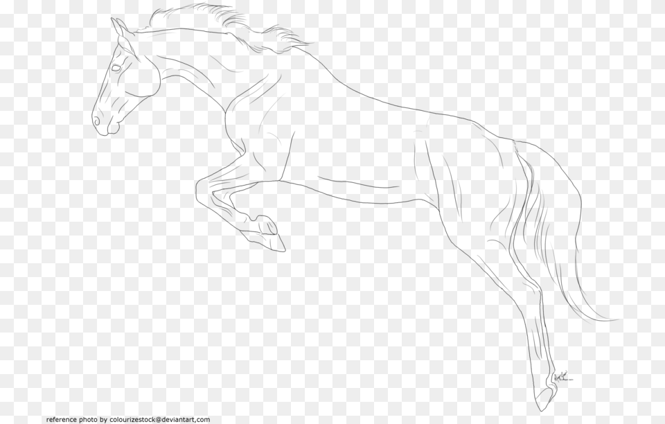 Horse Lineart Favourites By Lettersfromhere Jumping Horse Line Art, Gray Png Image