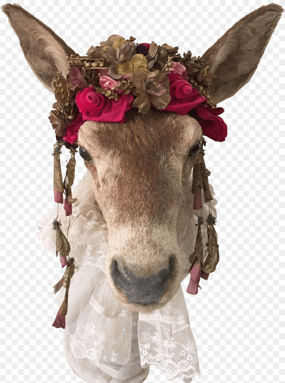 Horse Livestock Donkey Animal Mammal Deer Head Donkey Ear, Adult, Bride, Female, Person Free Png Download