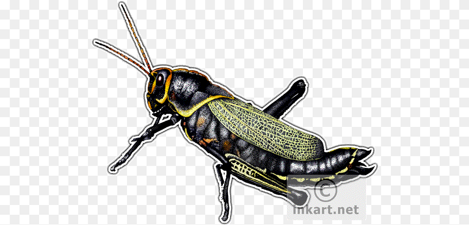 Horse Lubber Grasshopper Decal Grasshopper, Animal, Insect, Invertebrate Free Png Download