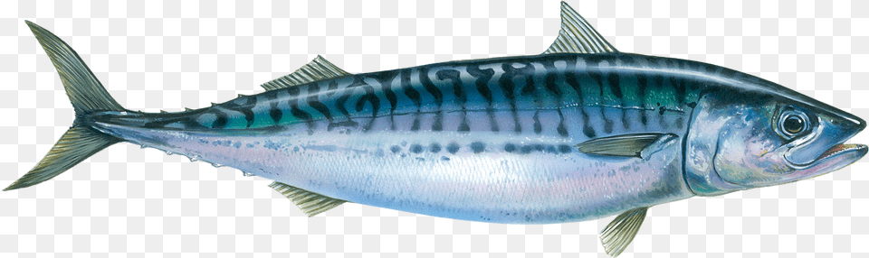 Horse Mackerel Fish, Animal, Bonito, Sea Life, Tuna Free Png