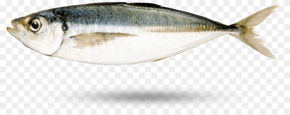 Horse Mackerel Japanese Horse Mackerel, Animal, Fish, Sea Life, Herring Free Png Download