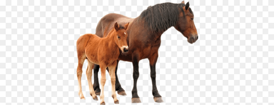 Horse Mare Foal Horse With Colt, Animal, Colt Horse, Mammal Png