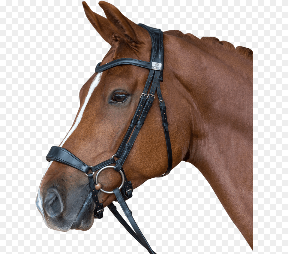 Horse Mask Fairfax Drop Noseband Bridle, Halter, Animal, Mammal Png