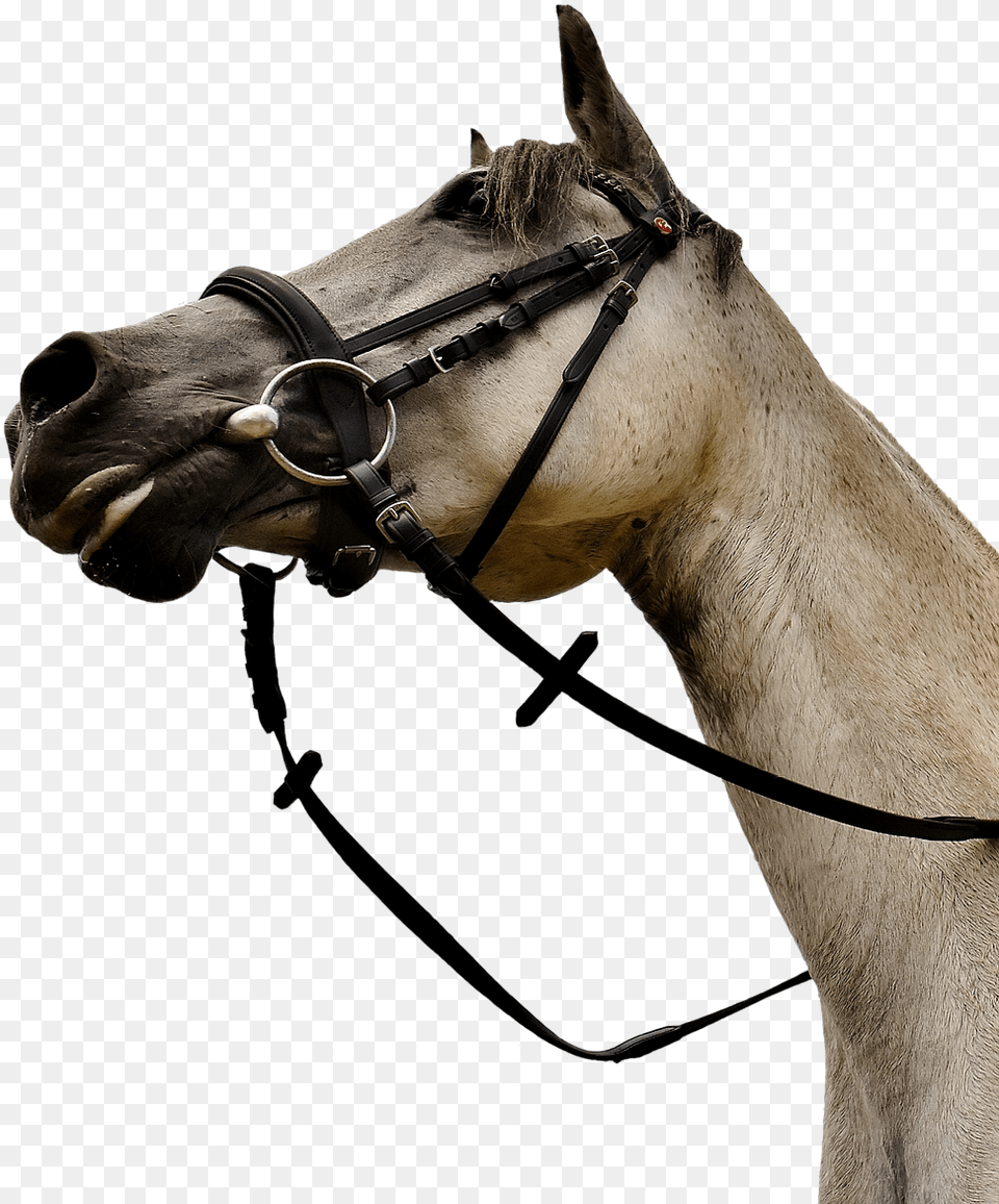 Horse Mold Pony Low Angle Shot Funny Cute Horse Head Low Angle, Animal, Mammal, Halter Free Transparent Png