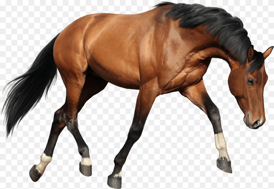 Horse Oils For Massage, Animal, Colt Horse, Mammal, Stallion Free Png
