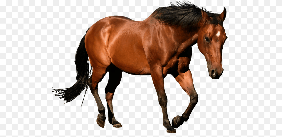 Horse Picture Illustrator Horse, Animal, Colt Horse, Mammal, Stallion Free Transparent Png