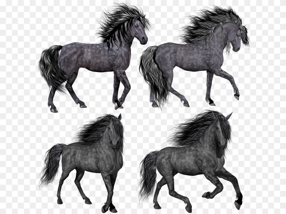 Horse Pony Mare Stallion Isolated Black Grey Hair Horse, Andalusian Horse, Animal, Mammal, Art Free Png