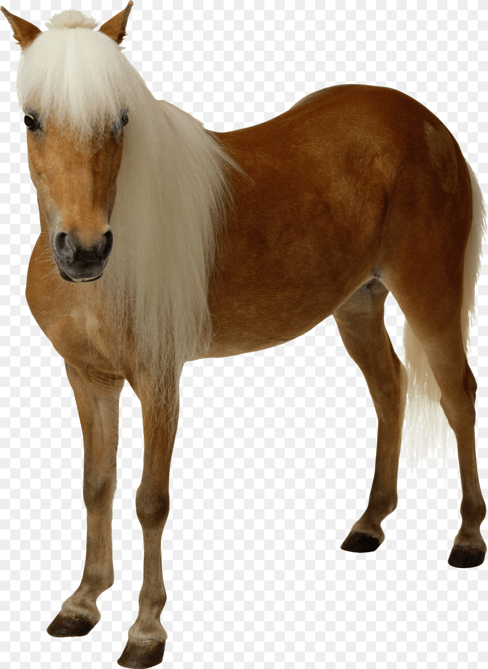 Horse Pony With No Background, Animal, Mammal, Colt Horse Png Image