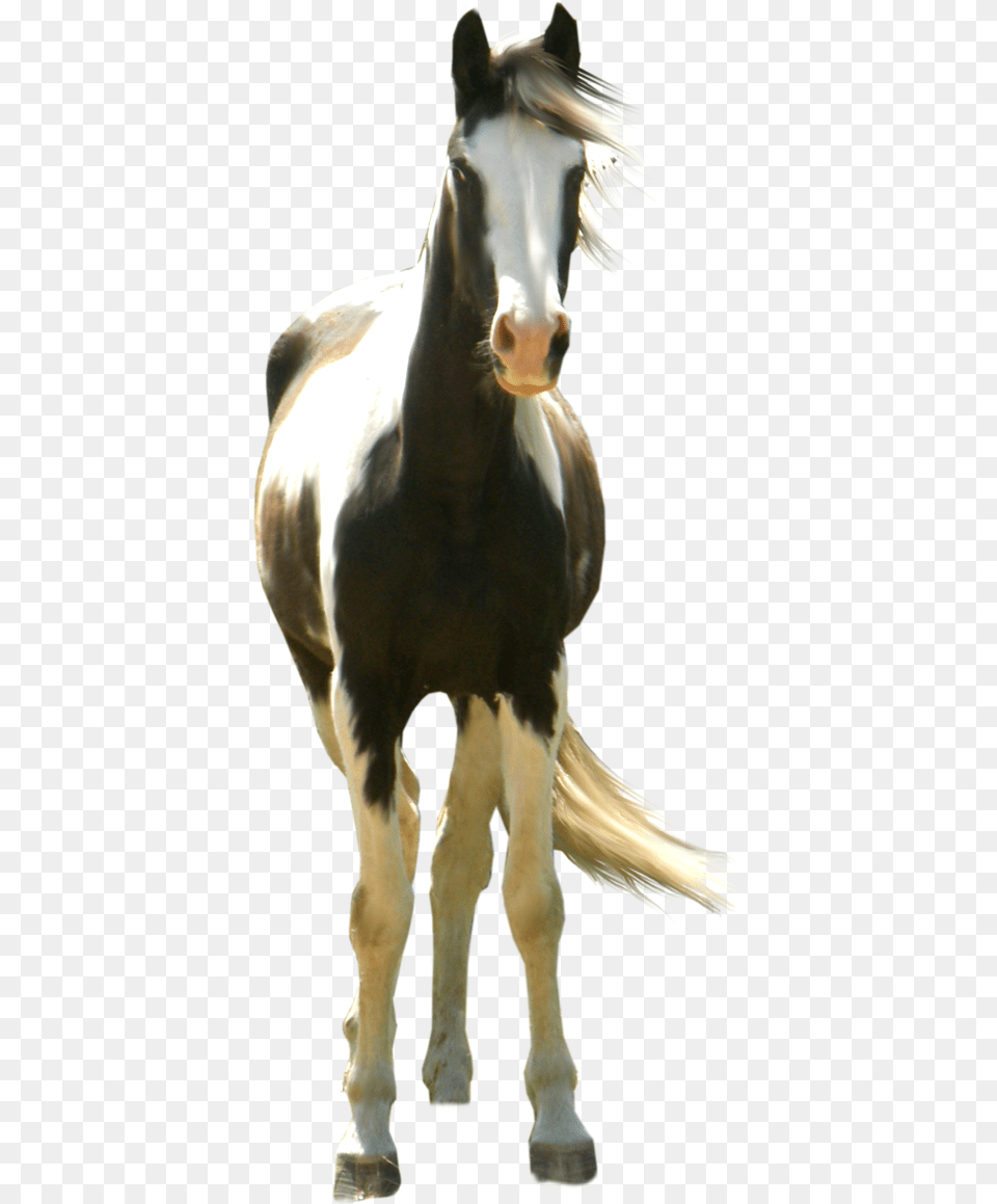 Horse Precut Paint Horse No Background, Animal, Colt Horse, Mammal Free Transparent Png